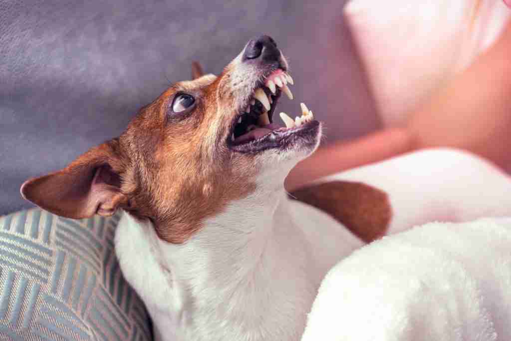 dog bite lawyer missoula, dog bite attorneys missoula, dog attack lawyer missoula
