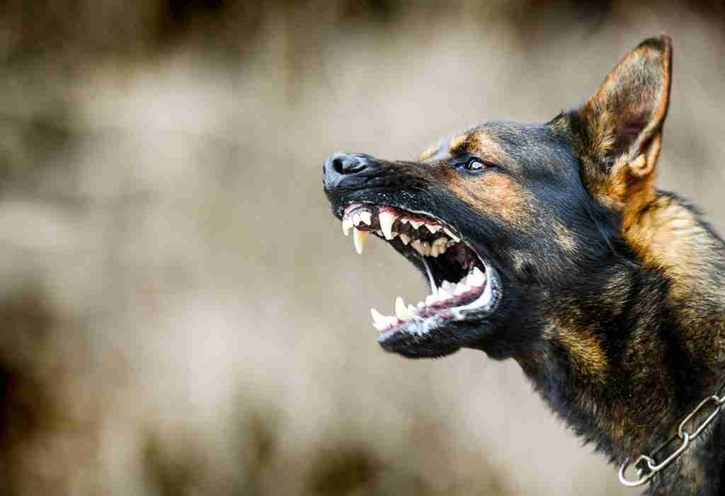 dog bite attorney bozeman