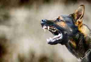 dog bite attorney bozeman