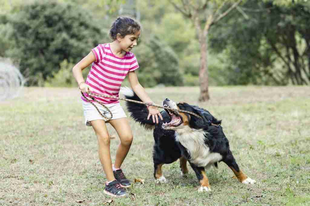 dog bite lawyer bozeman